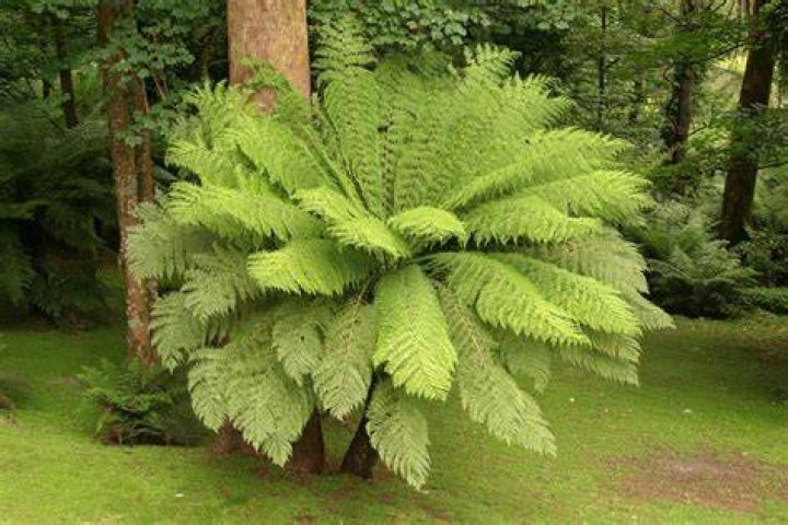 Is a tree fern a tree