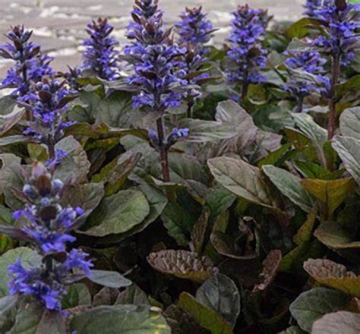 Is Ajuga easy to grow