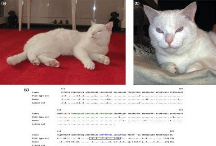 Is Albino a phenotype