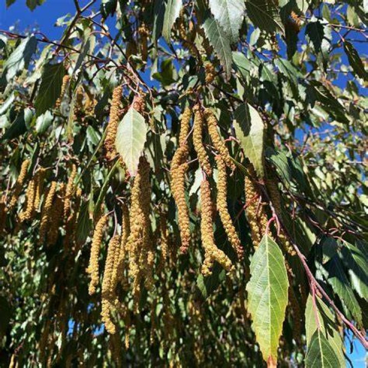 Is Alder an evergreen