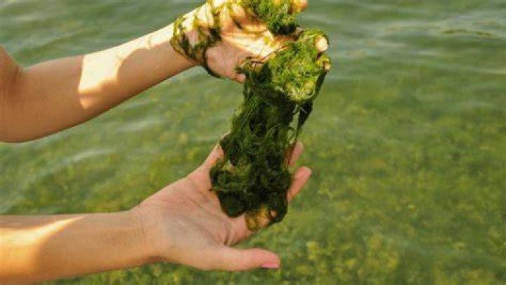 Is algae safe to eat