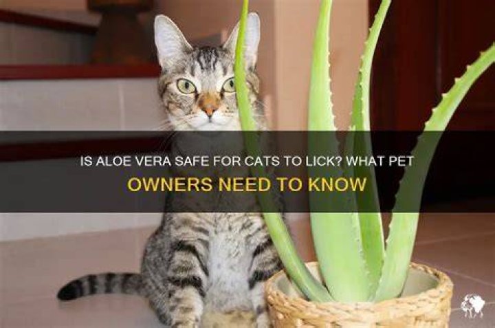 Is Aloe safe for cats