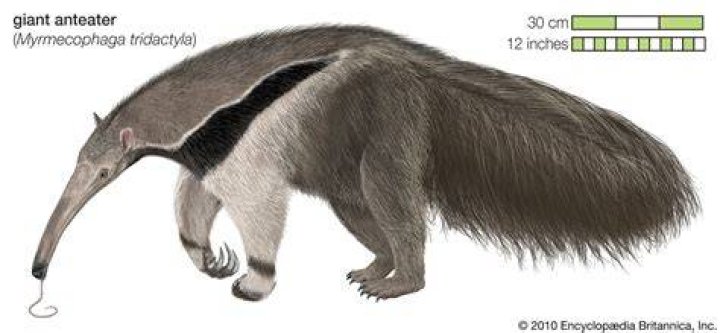 Is an anteater A bear