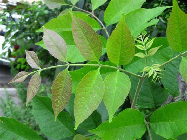 Is ash a native tree