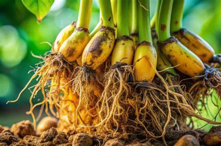 Is banana root edible