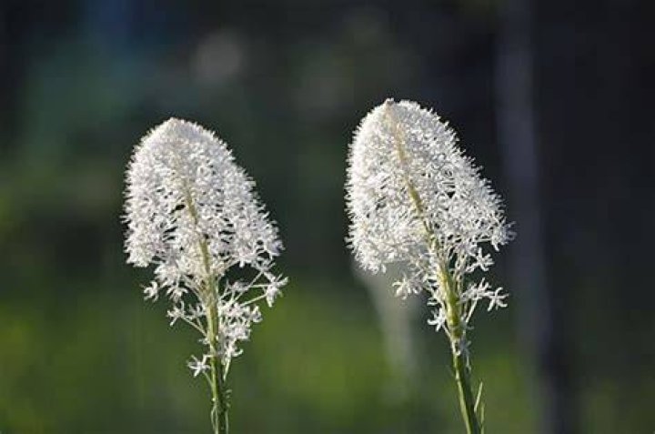 Is Bear Grass edible