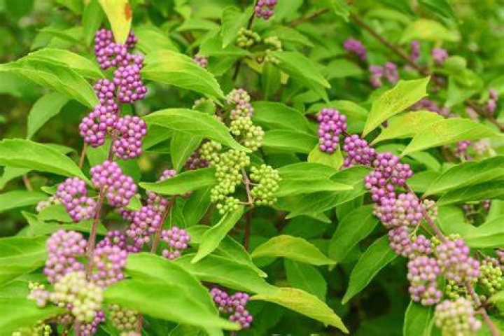 Is beautyberry native