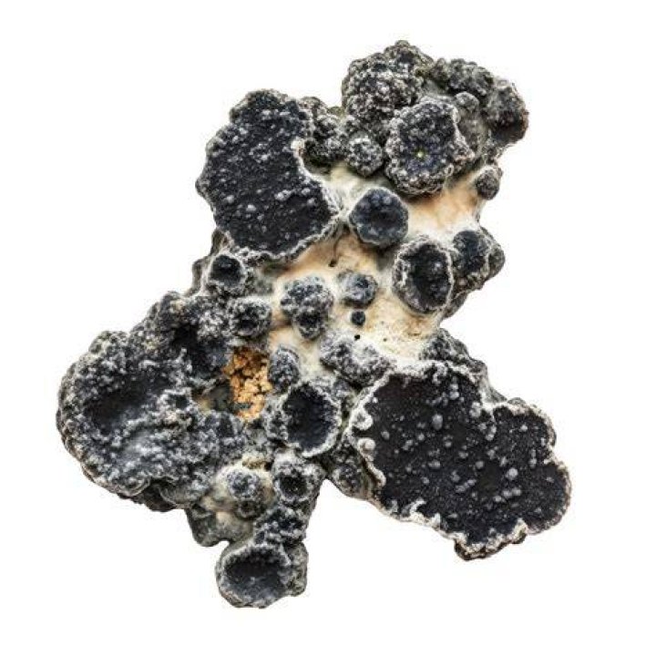 Is black fungus toxic