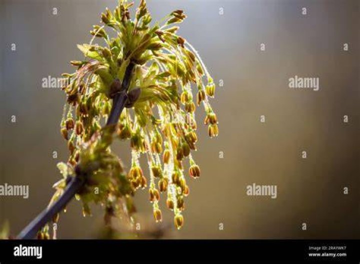 Is Box Elder invasive