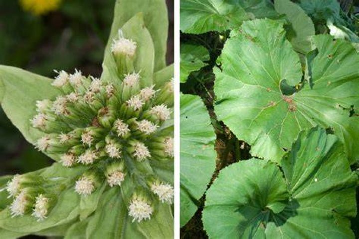 Is butterbur invasive
