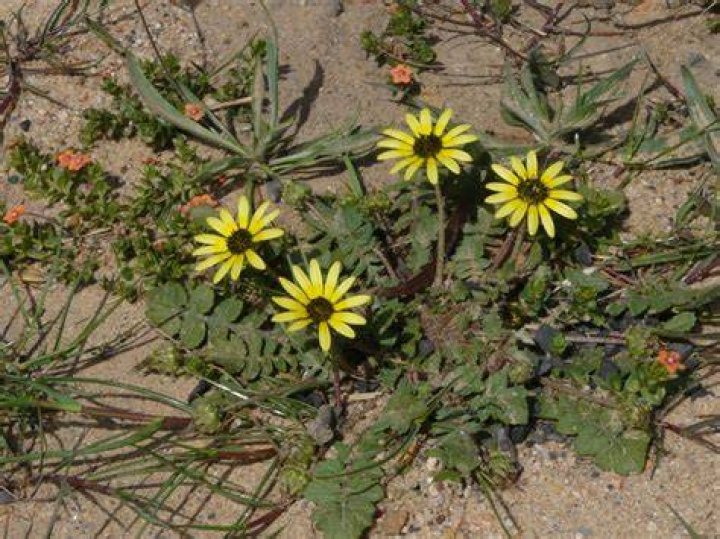 Is calendula invasive