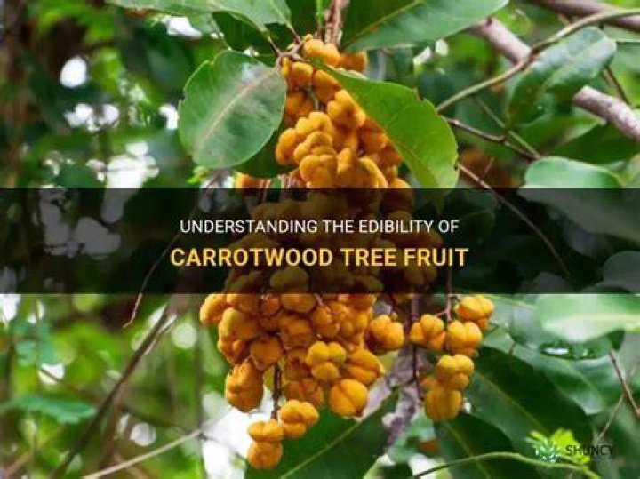 Is carrotwood edible