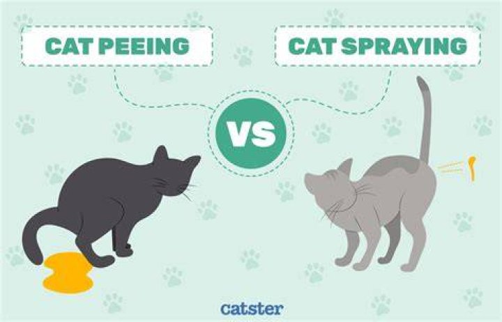Is cat spray like pee