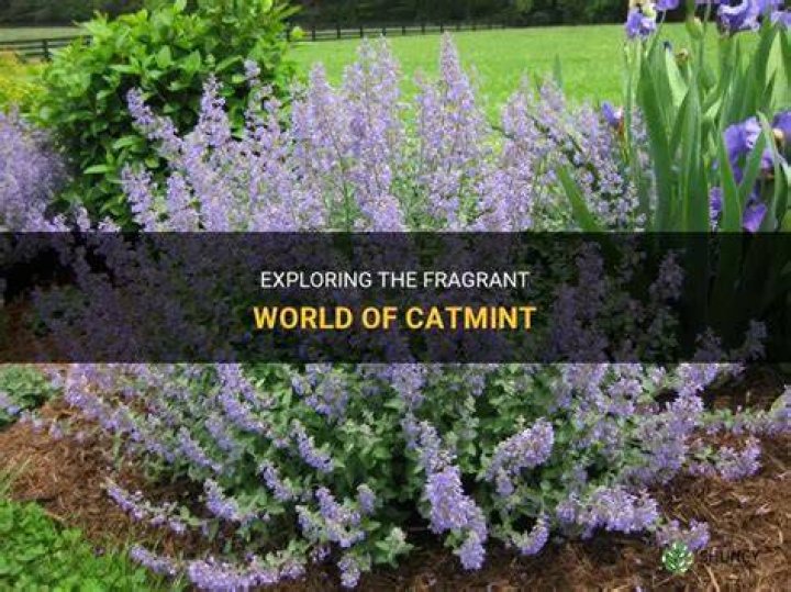Is catmint a fragrant