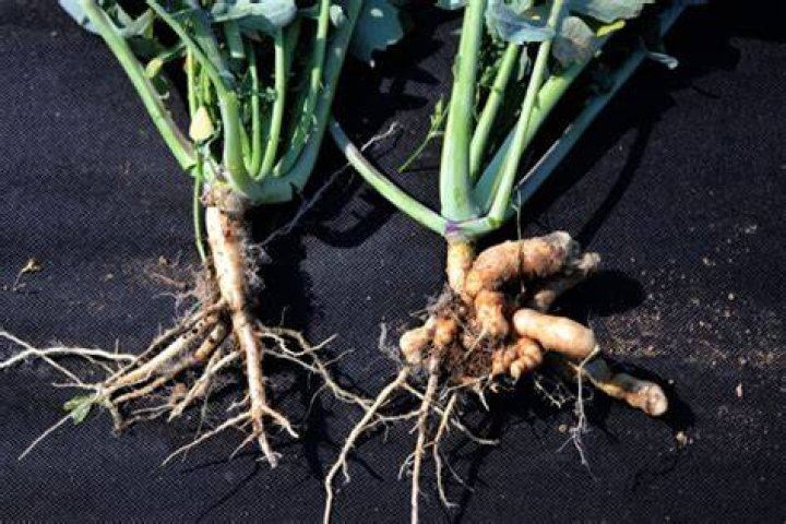 Is clubroot a fungus