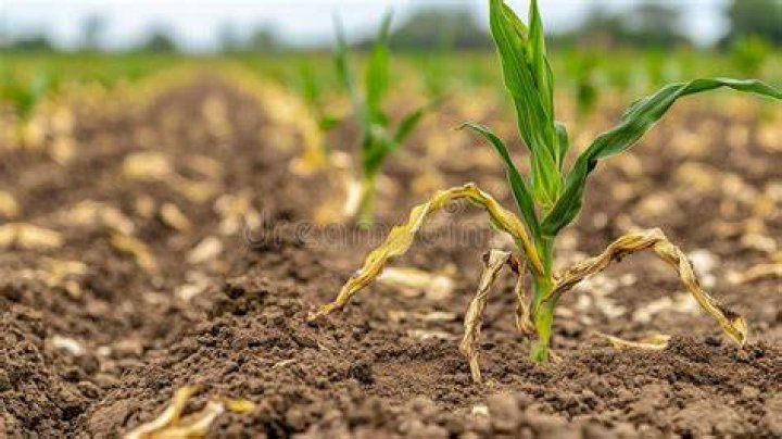 Is corn bad for soil