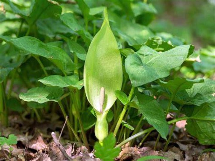Is cuckoo pint toxic