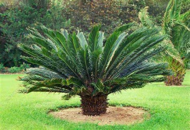 Is cycad a palm tree
