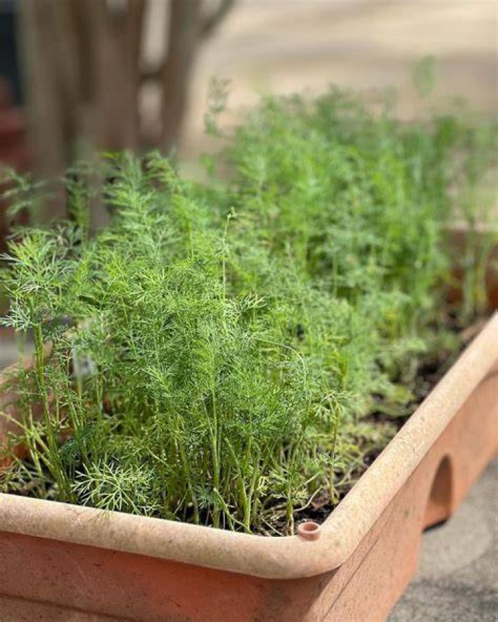 Is Dill cold tolerant