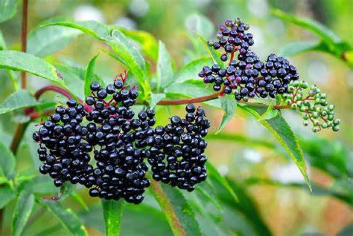Is Elderberry a fruit