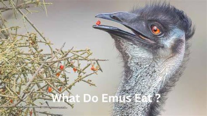 Is emu healthy to eat