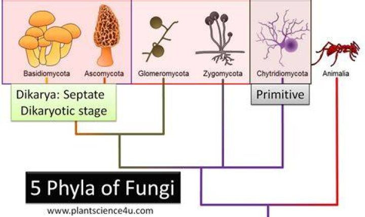 Is fungi a primitive
