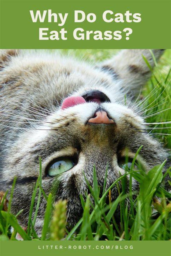 Is Grass bad for cats