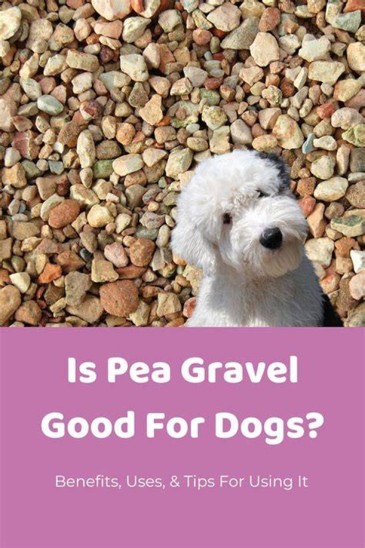 Is gravel OK for dogs