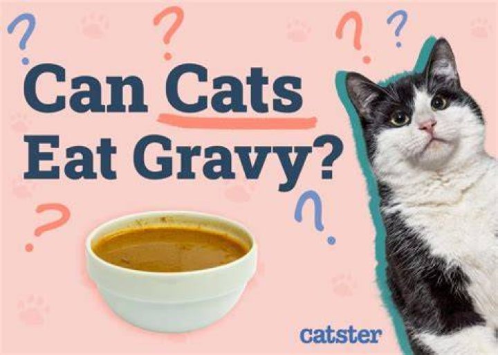 Is gravy bad for cats