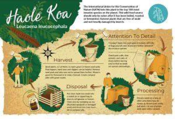 Is haole koa invasive