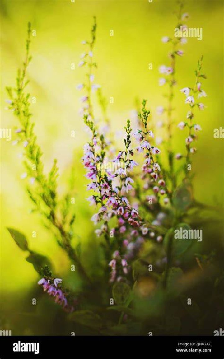 Is Heather a fragrant