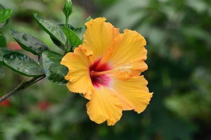 Is hibiscus man made