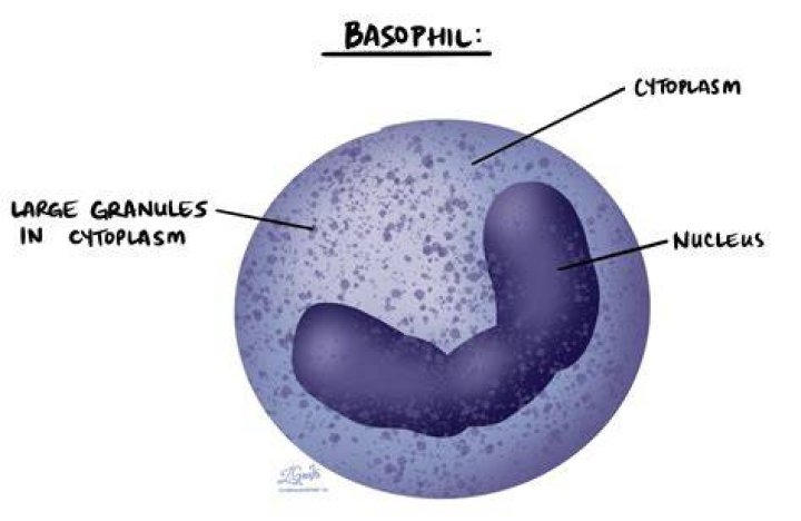 Is high basophil bad