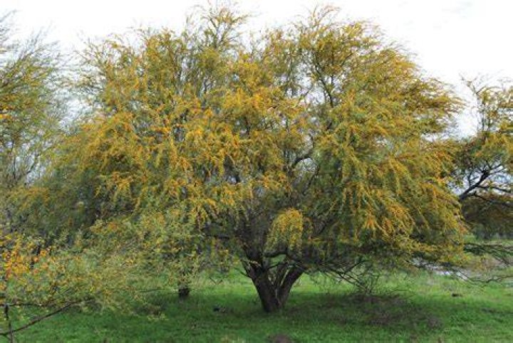 Is huisache invasive