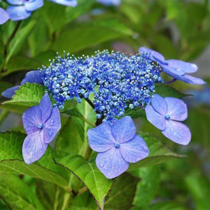 Is Hydrangea a flower