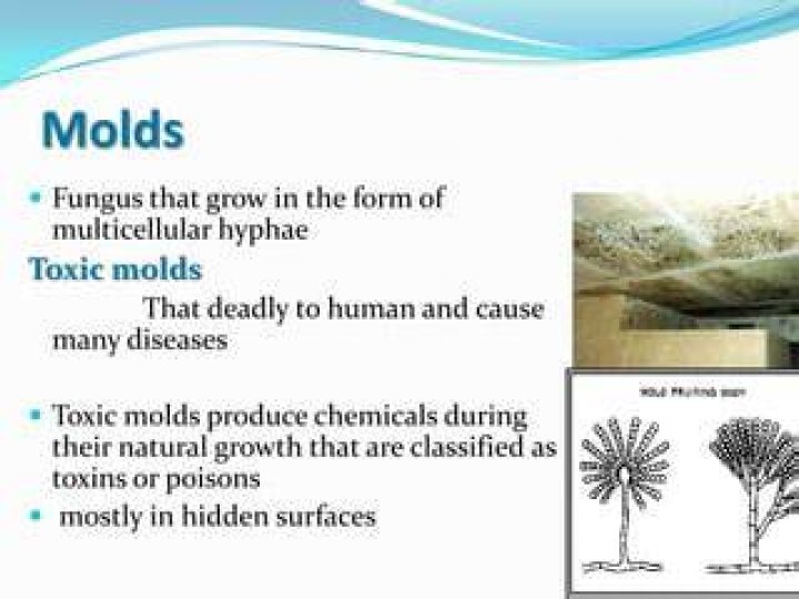 Is hyphae mold toxic