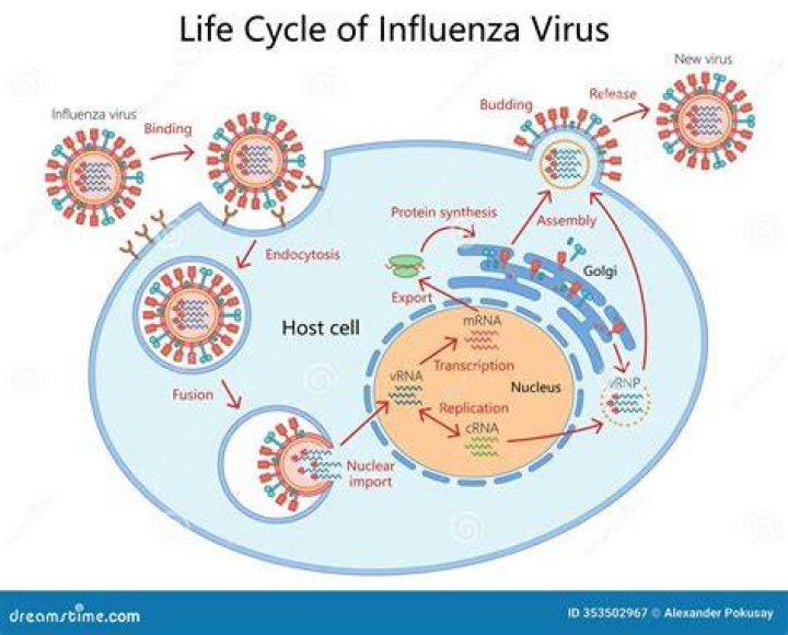 Is influenza A lytic