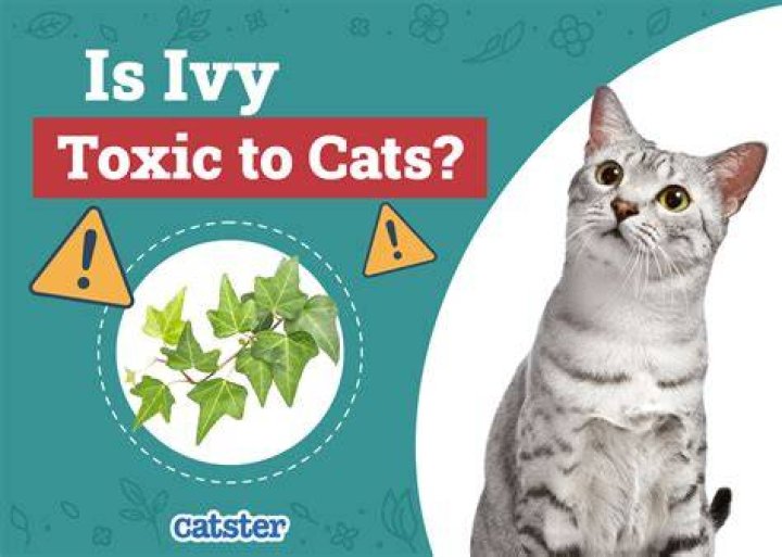 Is Ivy toxic for cats