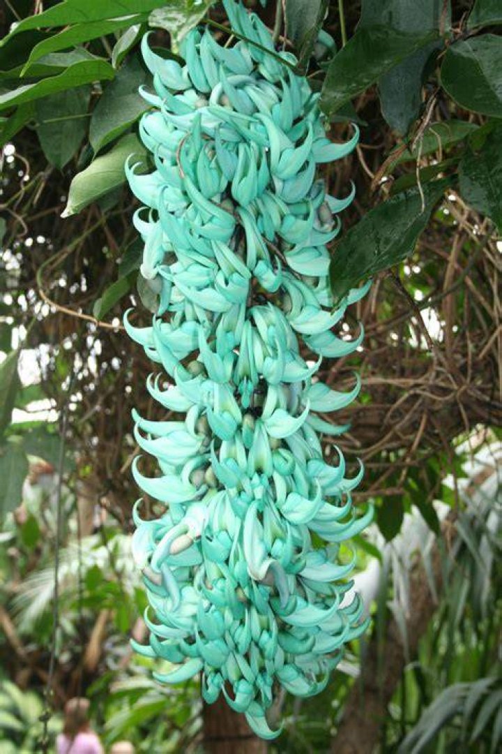 Is jade vine endemic
