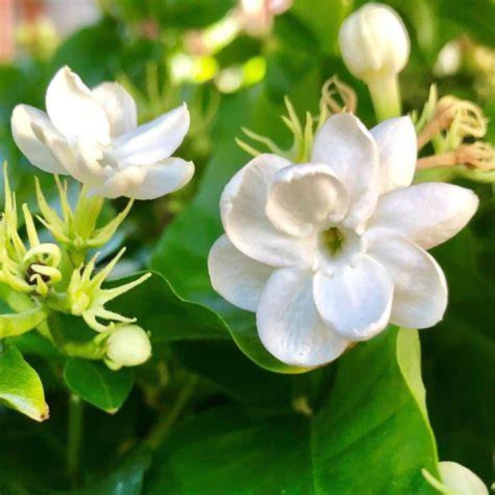 Is Jasmine A fragrant