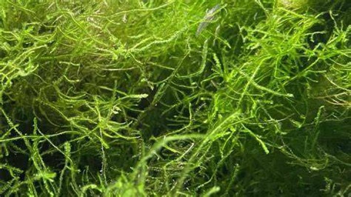 Is Java moss invasive