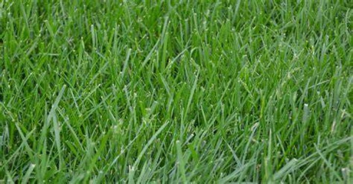 Is k31 good for lawns