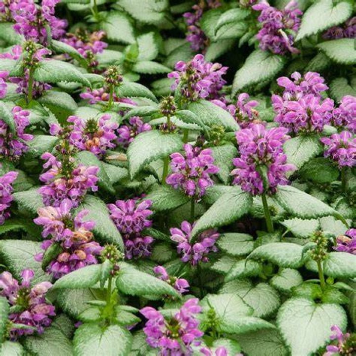 Is Lamium a perennial