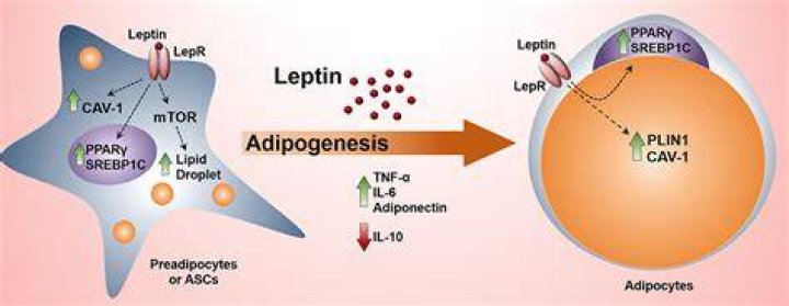 Is Leptin a Adipokine