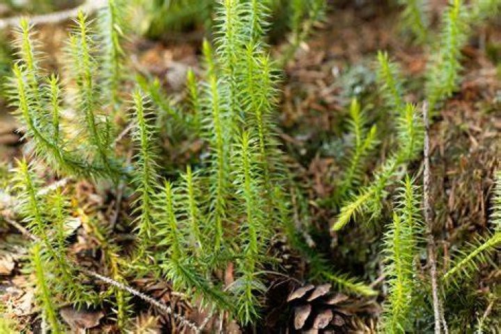 Is lycopodium a moss