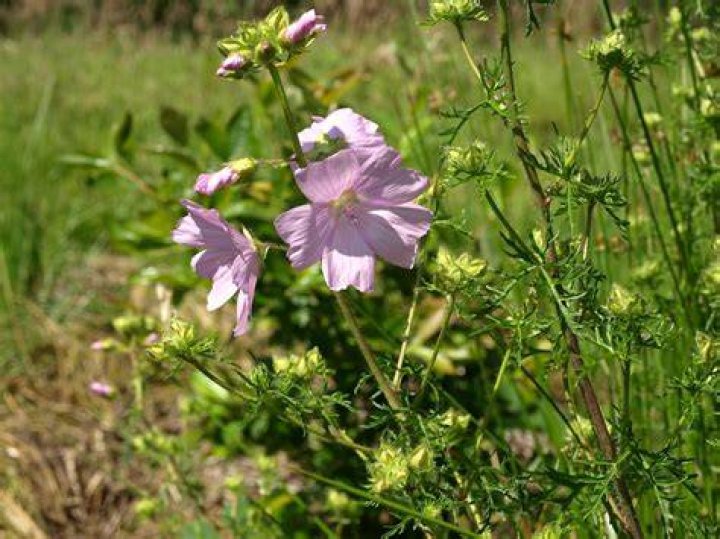 Is Mallow edible raw