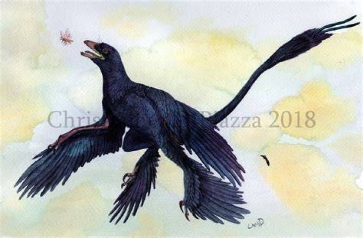 Is Microraptor a bird