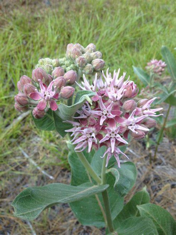 Is milkweed deciduous