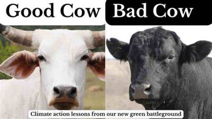 Is mold bad for cows