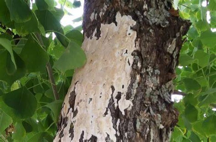 Is mold on a tree bad